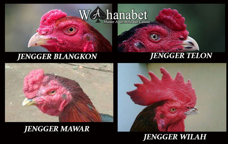 Jenis Jengger Ayam Bangkok Aduan