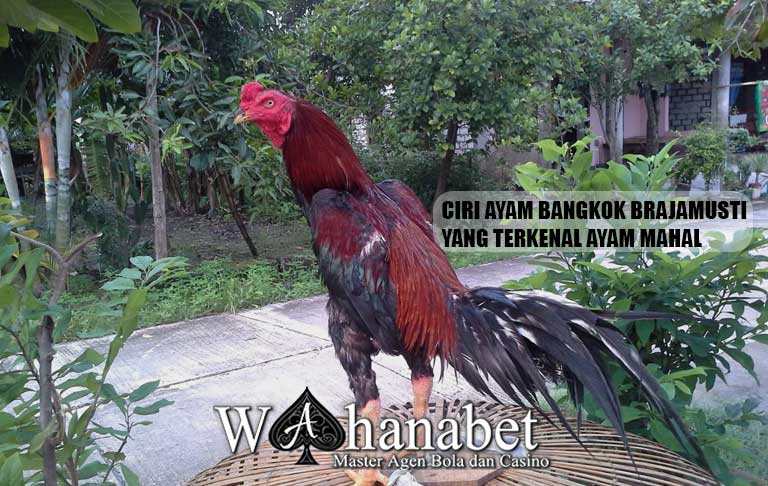 Ciri Ayam Bangkok Brajamusti